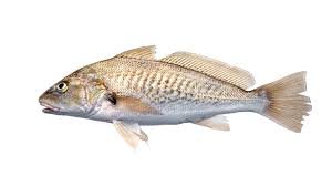 Croaker Fish